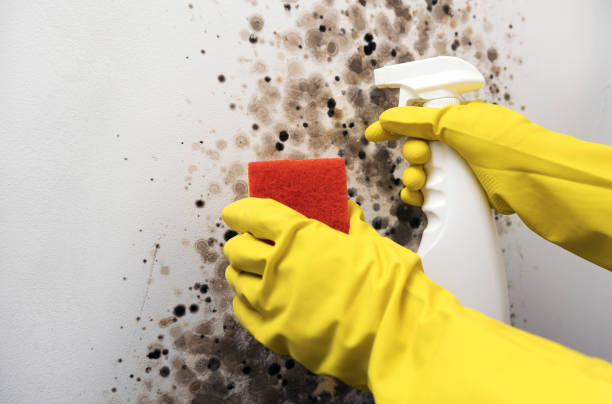 Best Residential Mold Removal  in Crystal Lake, CT
