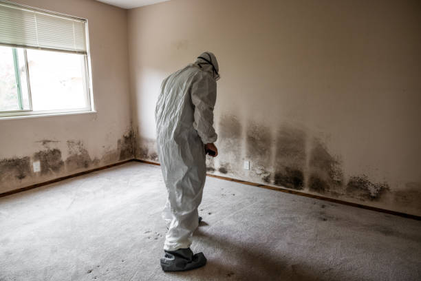 Best Mold Damage Repair  in Crystal Lake, CT