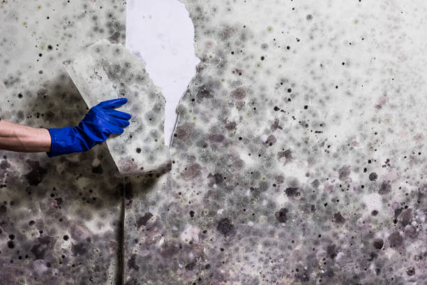 Best Emergency Mold Removal  in Crystal Lake, CT