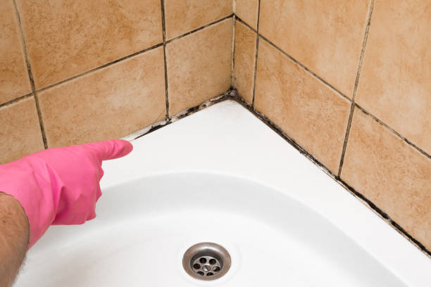 Best Professional Mold Removal  in Crystal Lake, CT